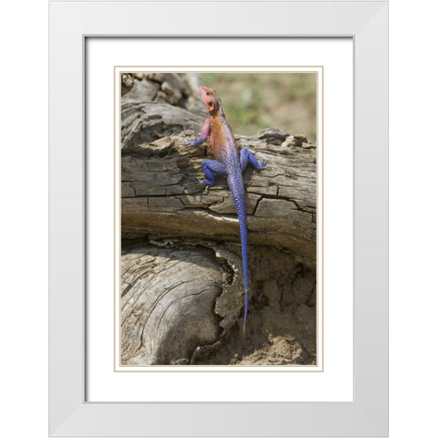 Kenya Colorful African lizard on log White Modern Wood Framed Art Print with Double Matting by Williams, Joanne