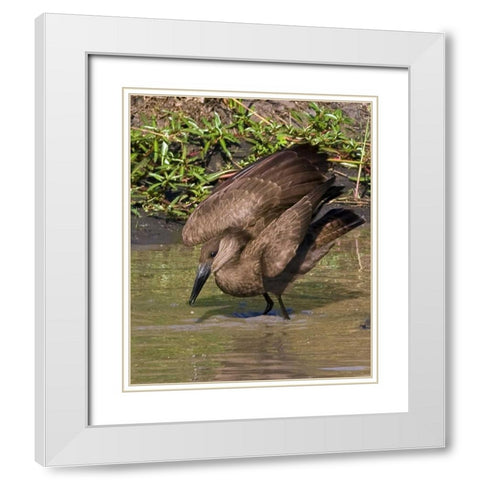 Kenya Hamerkop bird bathes in stream White Modern Wood Framed Art Print with Double Matting by Williams, Joanne