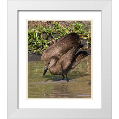 Kenya Hamerkop bird bathes in stream White Modern Wood Framed Art Print with Double Matting by Williams, Joanne