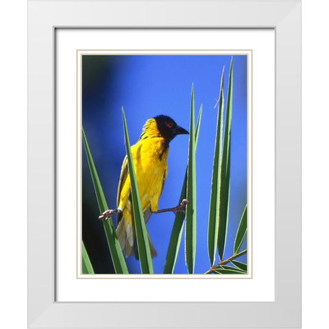 Kenya Masked weaver bird grasps leaves White Modern Wood Framed Art Print with Double Matting by Williams, Joanne
