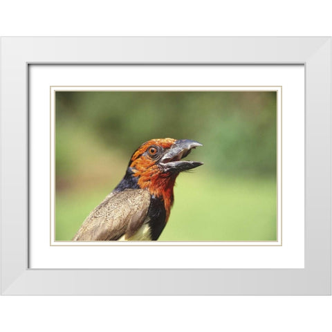Kenya Black-collared barbet bird calling White Modern Wood Framed Art Print with Double Matting by Williams, Joanne