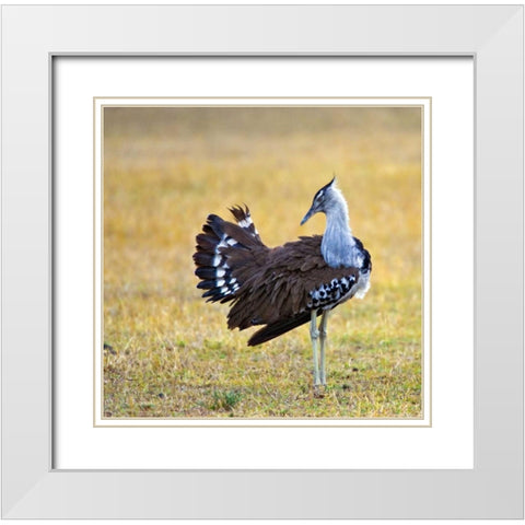 Kenya Kori bustard bird standing in a field White Modern Wood Framed Art Print with Double Matting by Williams, Joanne