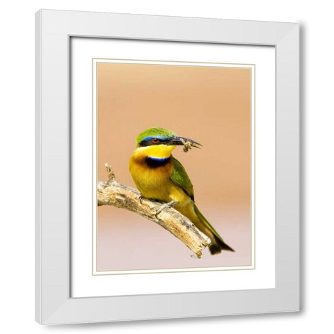 Kenya Little bee-eater bird on limb with a bee White Modern Wood Framed Art Print with Double Matting by Williams, Joanne