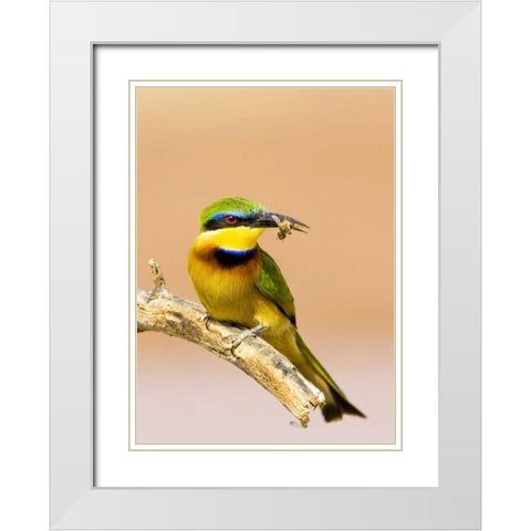 Kenya Little bee-eater bird on limb with a bee White Modern Wood Framed Art Print with Double Matting by Williams, Joanne