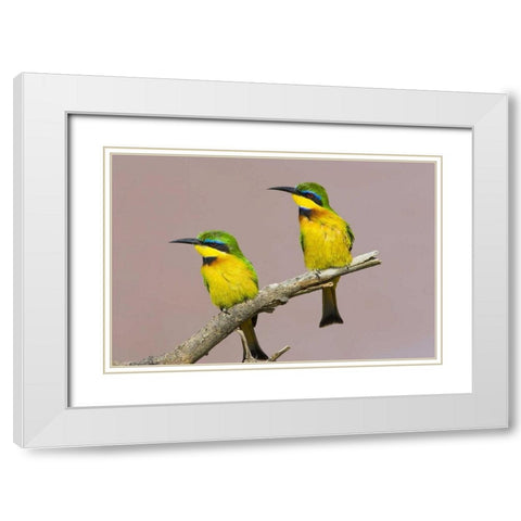 Kenya Two little bee-eater birds on limb White Modern Wood Framed Art Print with Double Matting by Williams, Joanne