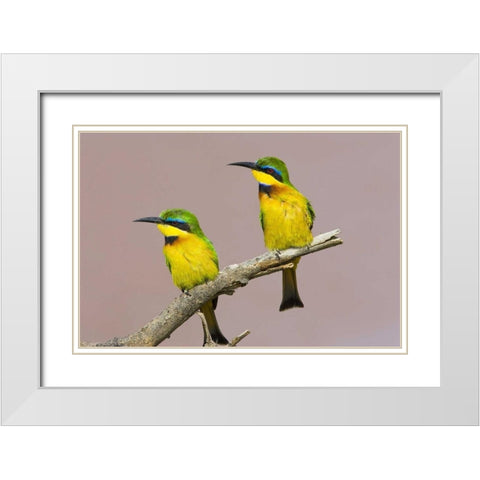 Kenya Two little bee-eater birds on limb White Modern Wood Framed Art Print with Double Matting by Williams, Joanne