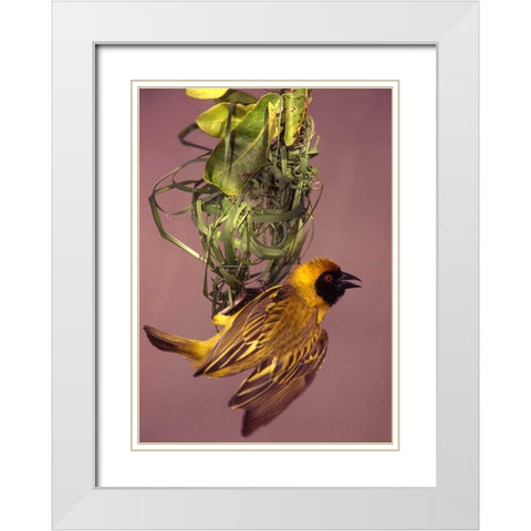 Kenya Masked weaver bird building a nest White Modern Wood Framed Art Print with Double Matting by Williams, Joanne
