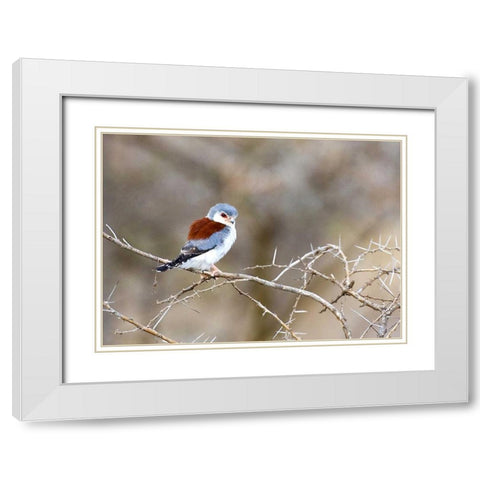Kenya Pygmy falcon bird on limb White Modern Wood Framed Art Print with Double Matting by Williams, Joanne