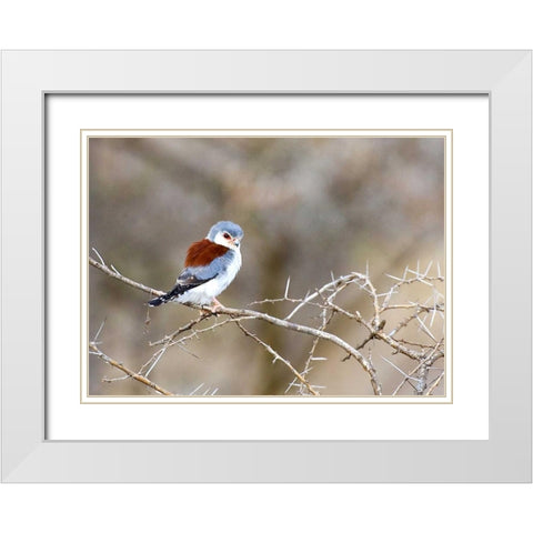 Kenya Pygmy falcon bird on limb White Modern Wood Framed Art Print with Double Matting by Williams, Joanne