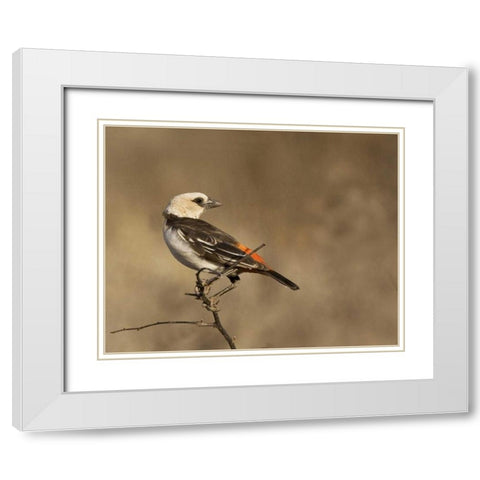 Kenya White-headed buffalo weaver on limb White Modern Wood Framed Art Print with Double Matting by Williams, Joanne