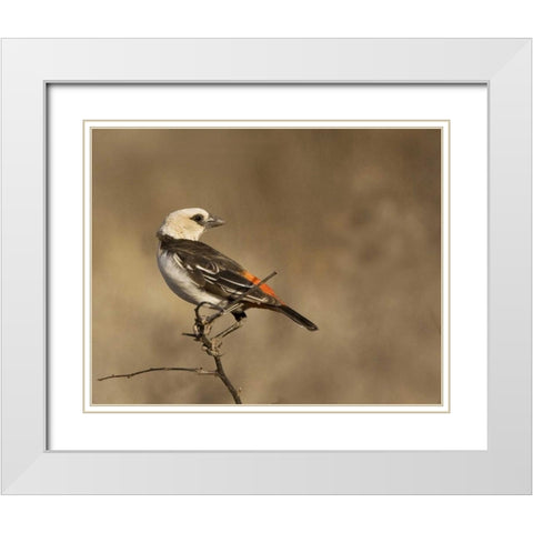 Kenya White-headed buffalo weaver on limb White Modern Wood Framed Art Print with Double Matting by Williams, Joanne