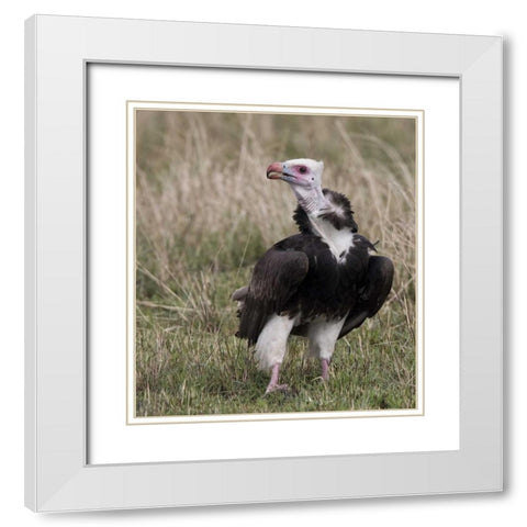 Kenya White-headed vulture standing in grass White Modern Wood Framed Art Print with Double Matting by Williams, Joanne