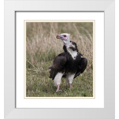 Kenya White-headed vulture standing in grass White Modern Wood Framed Art Print with Double Matting by Williams, Joanne
