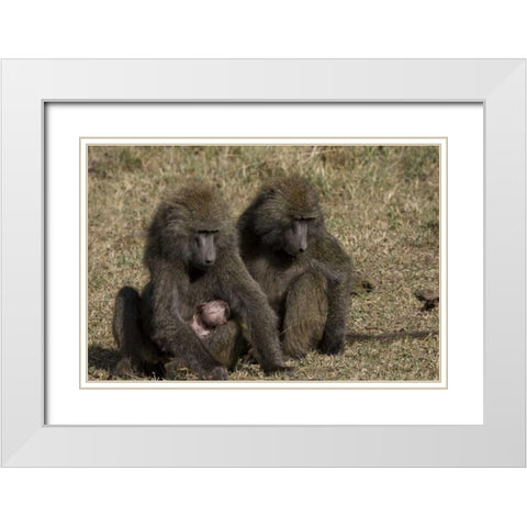 Kenya Mother baboon with newborn baby White Modern Wood Framed Art Print with Double Matting by Williams, Joanne