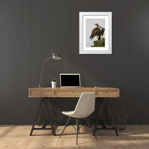 Kenya Lappet-faced vulture standing on treetop White Modern Wood Framed Art Print with Double Matting by Williams, Joanne