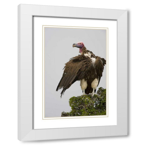 Kenya Lappet-faced vulture standing on treetop White Modern Wood Framed Art Print with Double Matting by Williams, Joanne