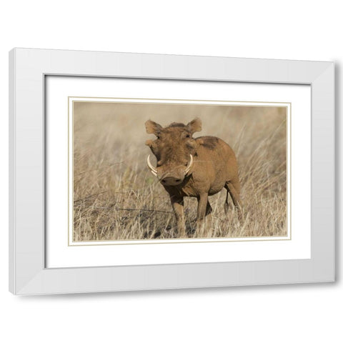 Kenya Frontal view of male warthog with tusks White Modern Wood Framed Art Print with Double Matting by Williams, Joanne
