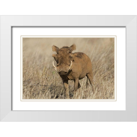 Kenya Frontal view of male warthog with tusks White Modern Wood Framed Art Print with Double Matting by Williams, Joanne