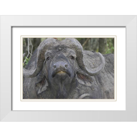 Kenya Frontal view of Cape buffalo White Modern Wood Framed Art Print with Double Matting by Williams, Joanne