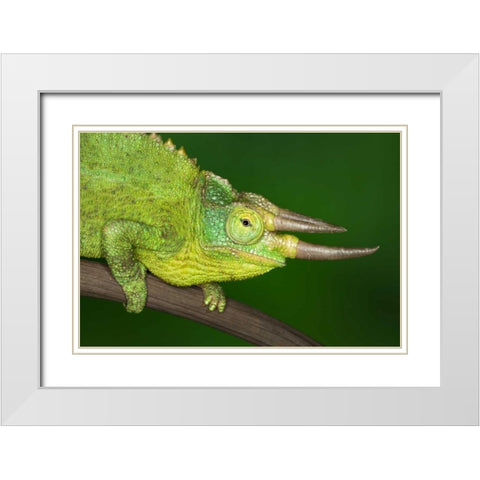 Kenya Close-up of Jacksons Chameleon on limb White Modern Wood Framed Art Print with Double Matting by Flaherty, Dennis