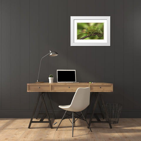 Kenya Close-up of Jacksons Chameleon on limb White Modern Wood Framed Art Print with Double Matting by Flaherty, Dennis