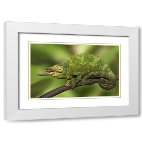 Kenya Close-up of Jacksons Chameleon on limb White Modern Wood Framed Art Print with Double Matting by Flaherty, Dennis