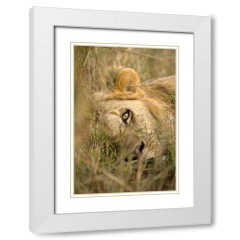 Kenya, Masai Mara Male lion sleeping in grass White Modern Wood Framed Art Print with Double Matting by Zuckerman, Jim