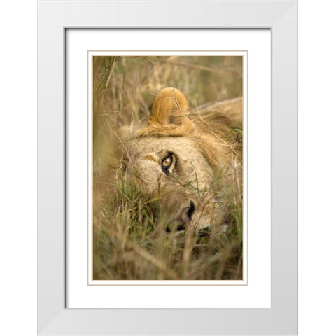 Kenya, Masai Mara Male lion sleeping in grass White Modern Wood Framed Art Print with Double Matting by Zuckerman, Jim