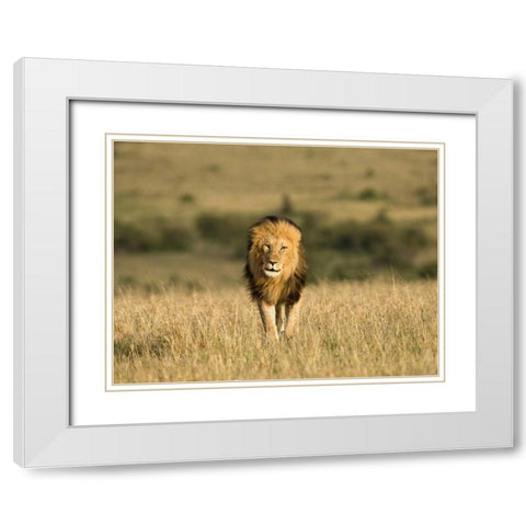 Kenya, Masai Mara Male lion walking in dry grass White Modern Wood Framed Art Print with Double Matting by Zuckerman, Jim