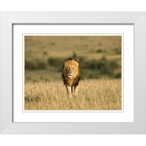 Kenya, Masai Mara Male lion walking in dry grass White Modern Wood Framed Art Print with Double Matting by Zuckerman, Jim