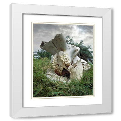 Kenya, Masai Mara Game Reserve Elephant skull White Modern Wood Framed Art Print with Double Matting by Zuckerman, Jim