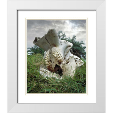 Kenya, Masai Mara Game Reserve Elephant skull White Modern Wood Framed Art Print with Double Matting by Zuckerman, Jim