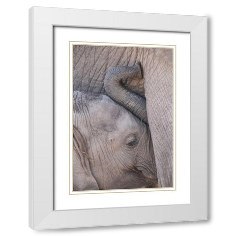 Kenya, Masai Mara Baby elephant nursing White Modern Wood Framed Art Print with Double Matting by Zuckerman, Jim