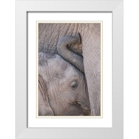 Kenya, Masai Mara Baby elephant nursing White Modern Wood Framed Art Print with Double Matting by Zuckerman, Jim