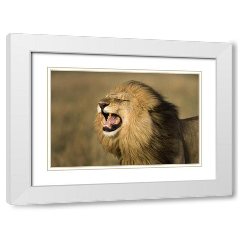 Kenya, Masai Mara Game Reserve Male lion roaring White Modern Wood Framed Art Print with Double Matting by Zuckerman, Jim