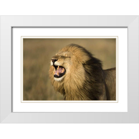 Kenya, Masai Mara Game Reserve Male lion roaring White Modern Wood Framed Art Print with Double Matting by Zuckerman, Jim