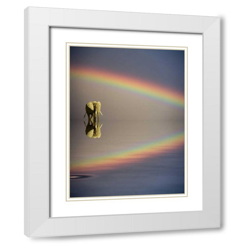 Kenya, Masai Mara Bull elephant and rainbow White Modern Wood Framed Art Print with Double Matting by Zuckerman, Jim