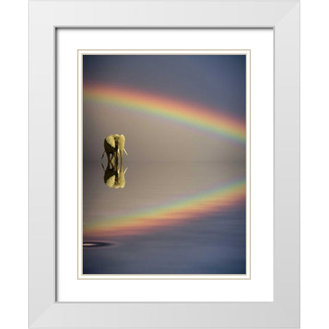 Kenya, Masai Mara Bull elephant and rainbow White Modern Wood Framed Art Print with Double Matting by Zuckerman, Jim