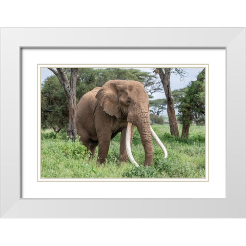 Africa-Kenya-Amboseli National Park Close-up of elephant  White Modern Wood Framed Art Print with Double Matting by Jaynes Gallery