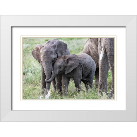Africa-Kenya-Amboseli National Park Close-up of juvenile elephant  White Modern Wood Framed Art Print with Double Matting by Jaynes Gallery