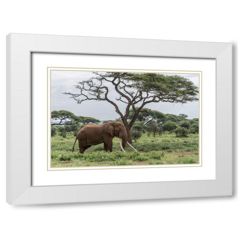 Africa-Kenya-Amboseli National Park Elephant and acacia tree  White Modern Wood Framed Art Print with Double Matting by Jaynes Gallery
