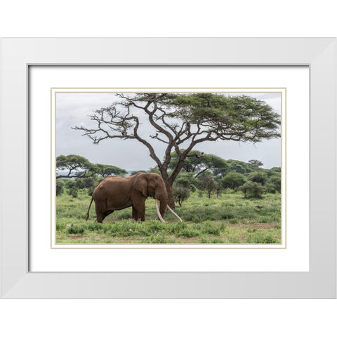 Africa-Kenya-Amboseli National Park Elephant and acacia tree  White Modern Wood Framed Art Print with Double Matting by Jaynes Gallery