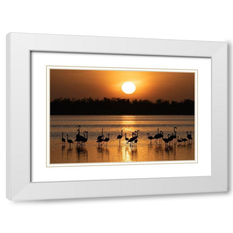 Africa-Kenya-Amboseli National Park Greater flamingos in water at sunrise  White Modern Wood Framed Art Print with Double Matting by Jaynes Gallery