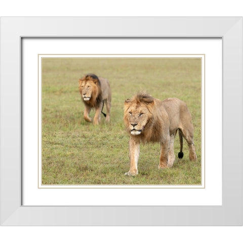 Africa-Kenya-Maasai Mara National Reserve Close-up of two walking lions  White Modern Wood Framed Art Print with Double Matting by Jaynes Gallery