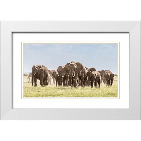 Africa-African elephant-Amboseli National Park Panoramic of front of elephant herd walking  White Modern Wood Framed Art Print with Double Matting by Jaynes Gallery