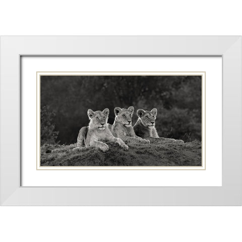 Africa-Kenya-Maasai Mara National Reserve Three resting lions  White Modern Wood Framed Art Print with Double Matting by Jaynes Gallery