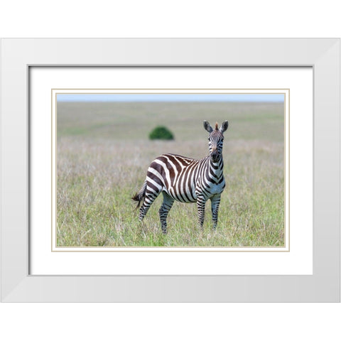Africa-Kenya-Maasai Mara National Reserve Close-up of lone zebra  White Modern Wood Framed Art Print with Double Matting by Jaynes Gallery