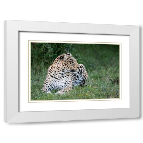 Africa-Kenya-Maasai Mara National Reserve Close-up of resting leopard  White Modern Wood Framed Art Print with Double Matting by Jaynes Gallery