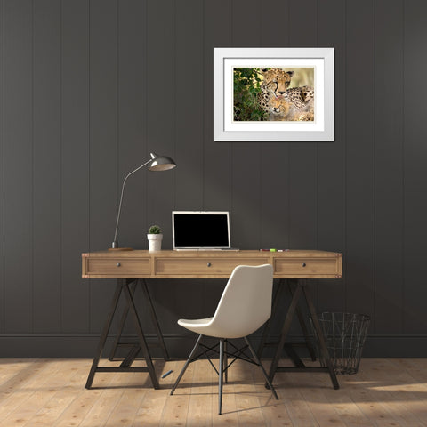Kenya-Masai Mara National Reserve Cheetah mother grooming cub White Modern Wood Framed Art Print with Double Matting by Jaynes Gallery