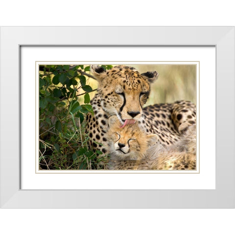Kenya-Masai Mara National Reserve Cheetah mother grooming cub White Modern Wood Framed Art Print with Double Matting by Jaynes Gallery
